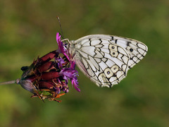 Melanargia russiae