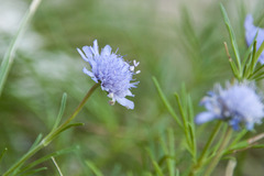 Scabiosa canescens
