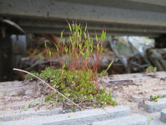Ceratodon