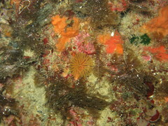 Crisularia plumosa