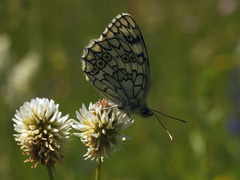 Melanargia russiae