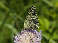 Melanargia russiae