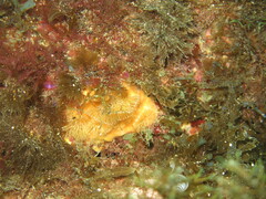 Bugulidae