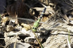 Erythemis simplicicollis
