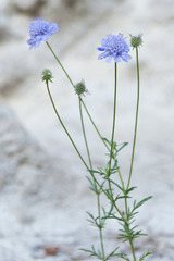 Scabiosa canescens