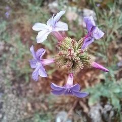 Plumbago europaea