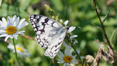 Melanargia russiae