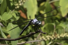 Libellula vibrans