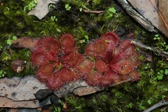 Drosera aberrans
