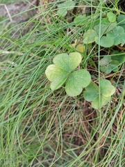 Oxalis acetosella