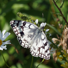 Melanargia russiae