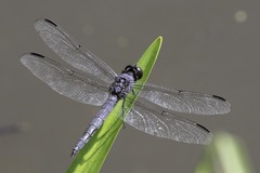 Libellula incesta