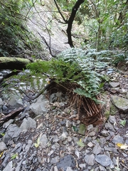 Cyathea smithii