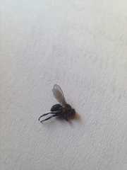 Brachycera