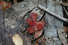 Drosera aberrans