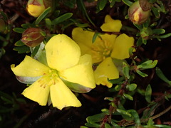 Hibbertia procumbens