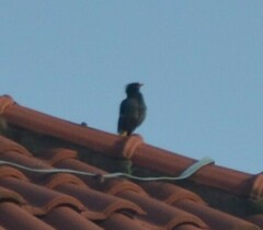 Acridotheres javanicus