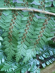 Cyathea smithii