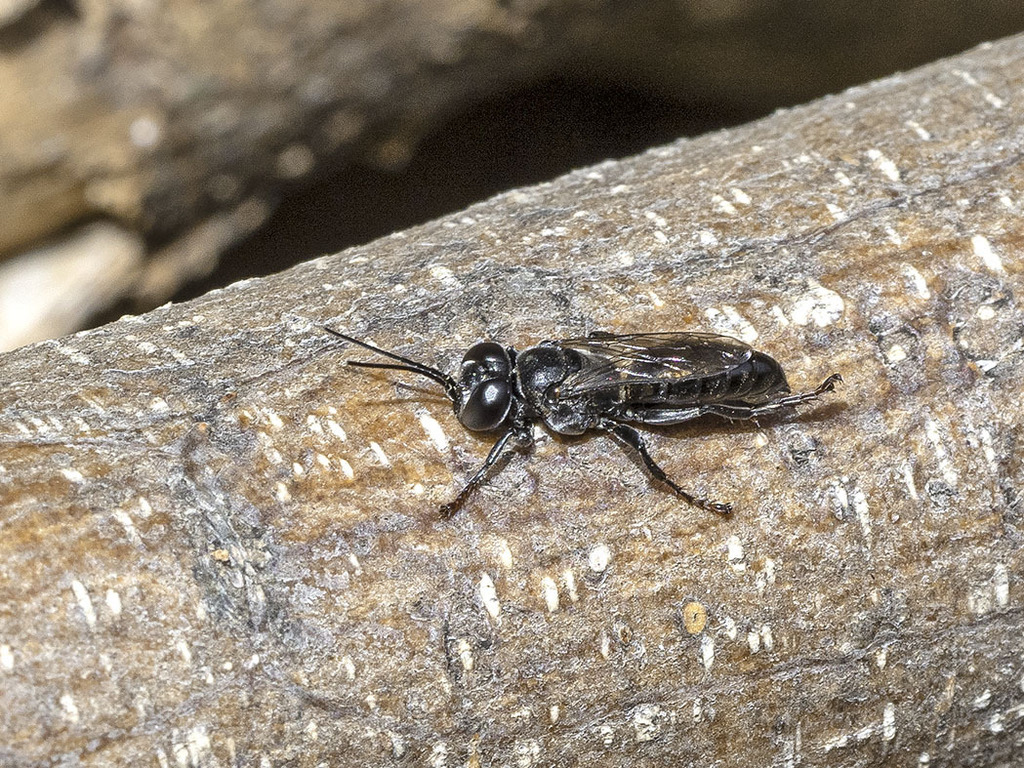 Tachysphex unicolor