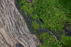 Cephaloziella