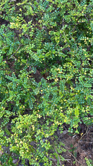 Zanthoxylum beecheyanum