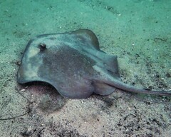 Trygonoptera testacea