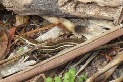 Oligosoma polychroma