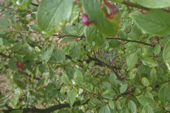 Cotoneaster lucidus