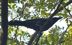 Corvus macrorhynchos