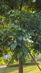 Magnoliopsida
