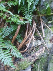 Cyathea smithii