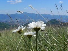 Tanacetum corymbosum