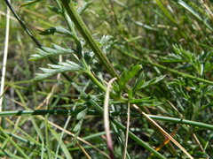 Tanacetum corymbosum