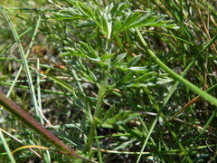 Tanacetum corymbosum