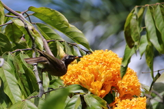 Bolemoreus frenatus