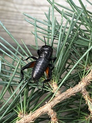 Gryllus campestris