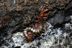 Cormocephalus