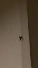 Scotophaeus blackwalli