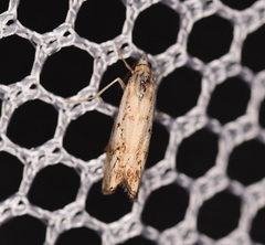Catoptria falsella