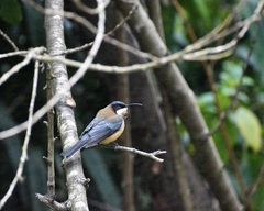 Acanthorhynchus tenuirostris