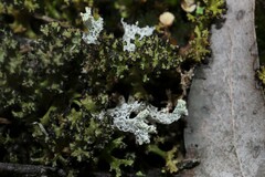 Pulchrocladia retipora