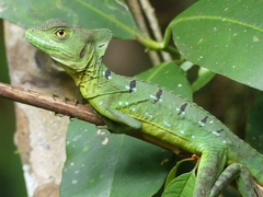 Basiliscus plumifrons