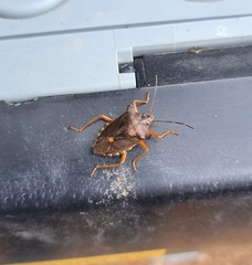 Pentatoma rufipes