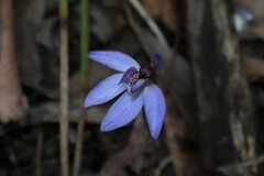 Cyanicula caerulea