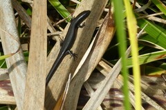 Oligosoma polychroma