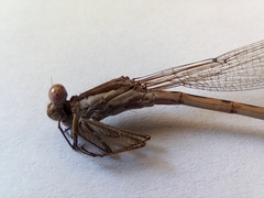 Sympecma fusca
