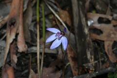 Cyanicula caerulea