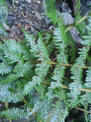 Cyathea smithii