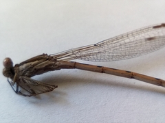 Sympecma fusca