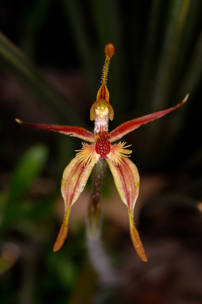 Crab-Lipped Spider Orchid from Stirling Range National Park WA 6338 ...